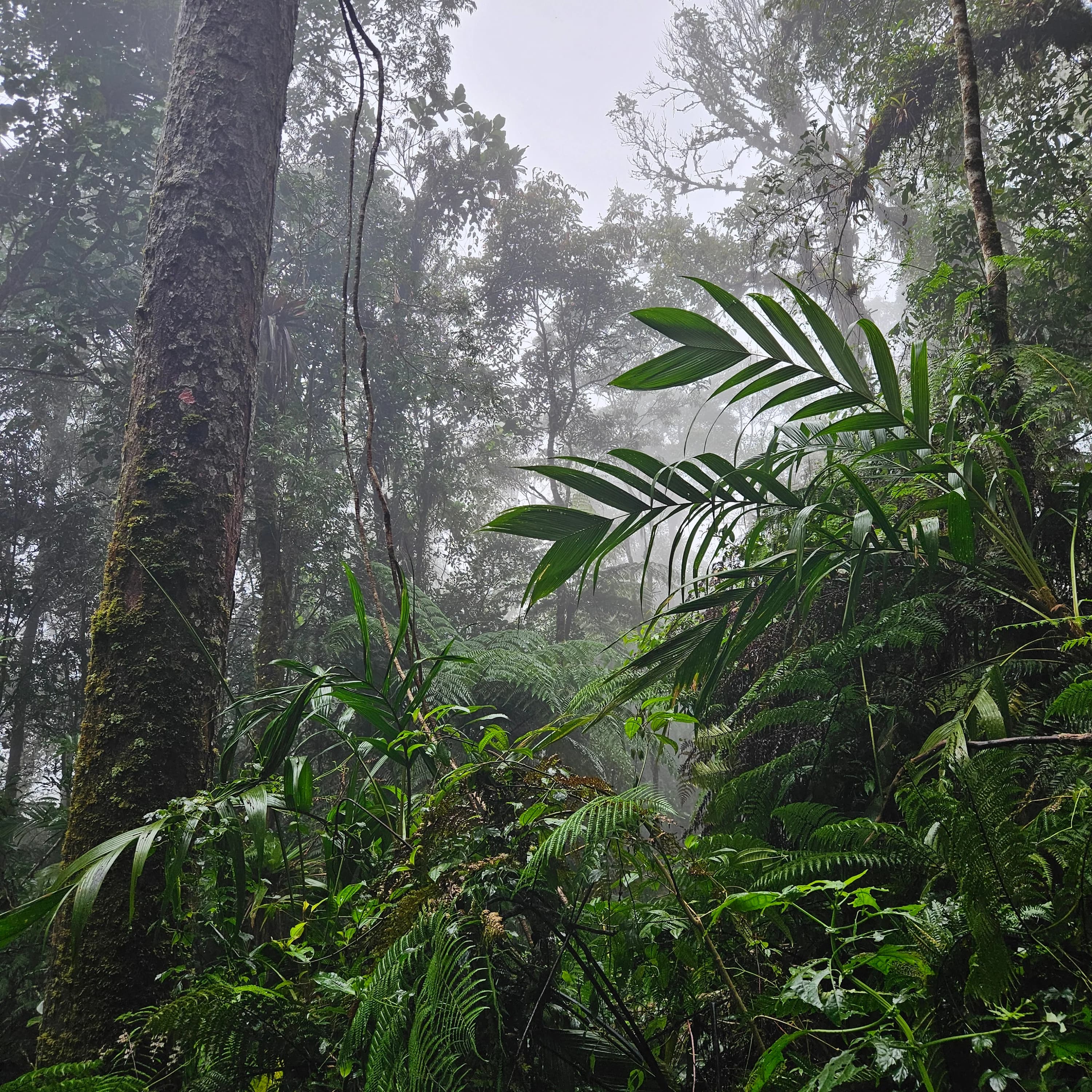 Bosque Nuboso