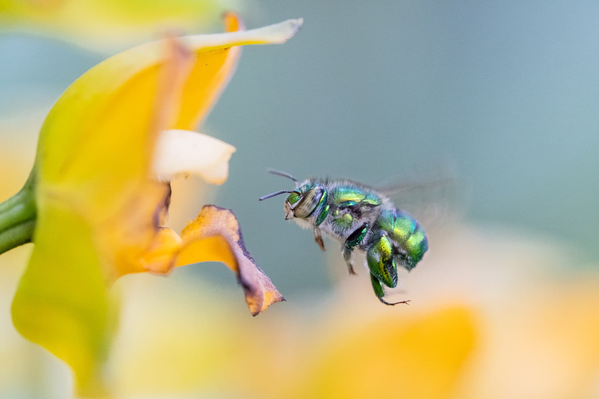 Abeja Orquídea