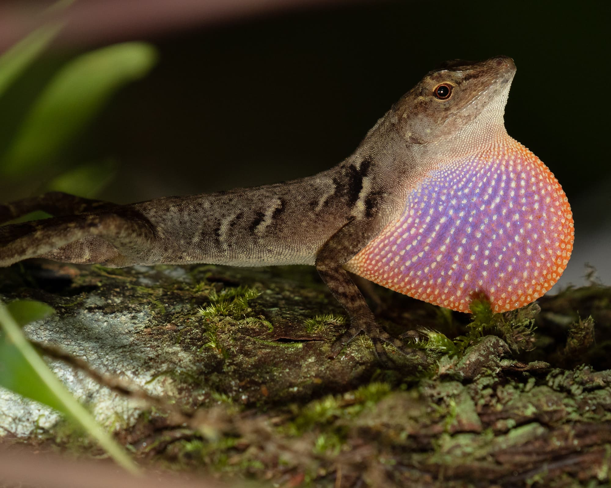 Anolis cobanensis