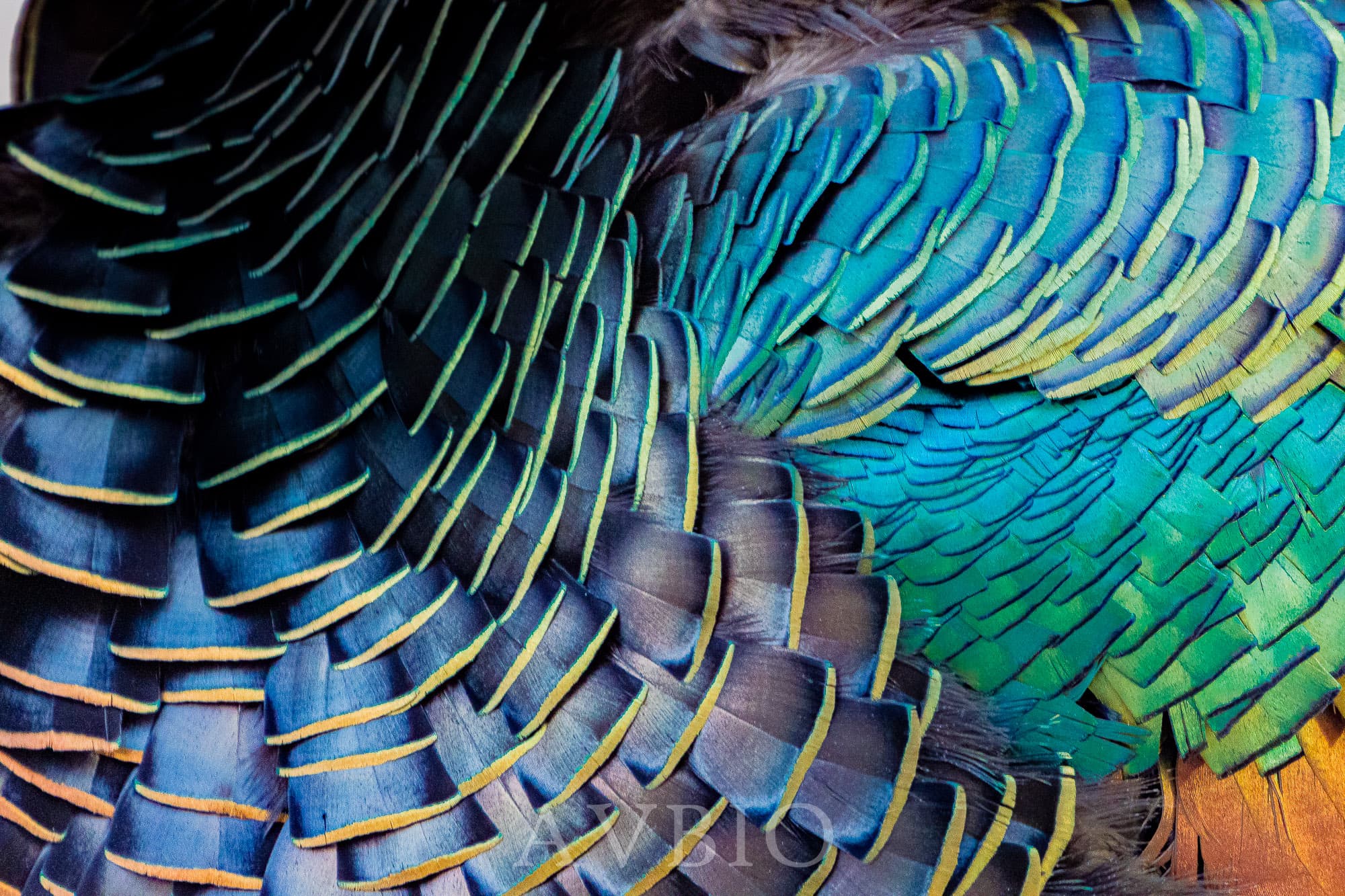 Pavo Ocelado