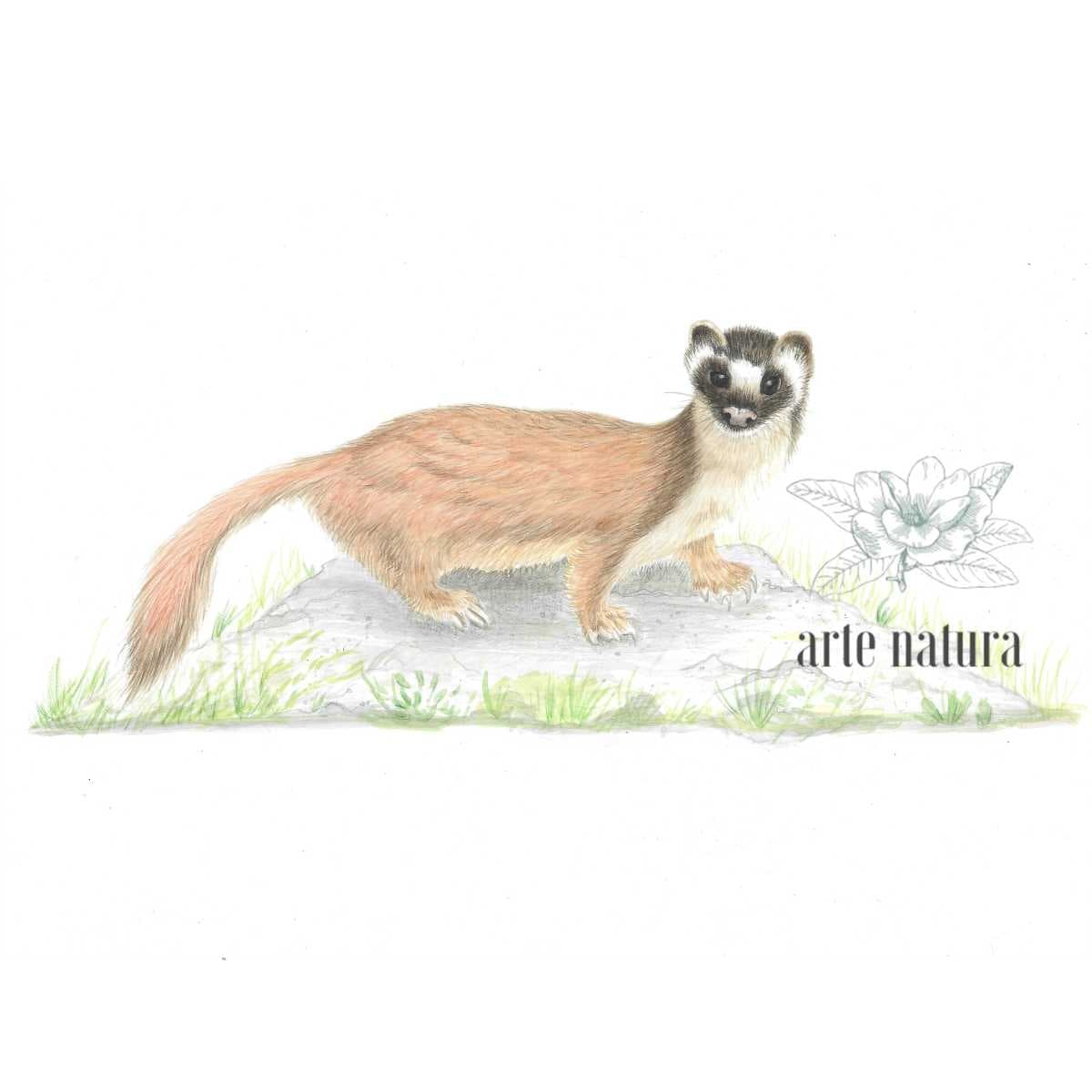 Ilustración #1